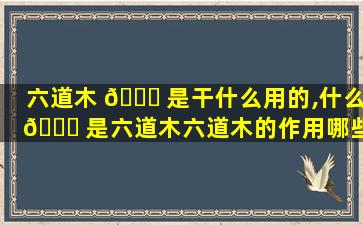 六道木 🐘 是干什么用的,什么 🐝 是六道木六道木的作用哪些